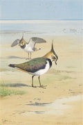 archibald thorburn lapwing on the mud flats at low tide A4 Photo Print