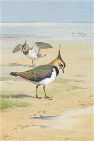 archibald thorburn lapwing on the mud flats at low tide A4 Photo Print