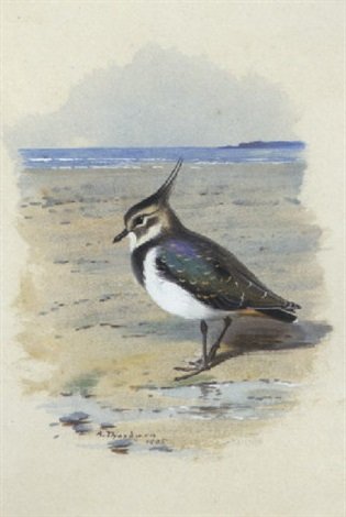 archibald thorburn lapwing or peewit A4 Photo Print