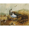 archibald thorburn lapwing A4 Photo Print