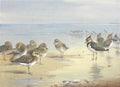 archibald thorburn lapwings and golden plovers on a shore A4 Photo Print