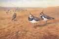 archibald thorburn lapwings gathering on mud flats A4 Photo Print