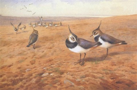archibald thorburn lapwings gathering on mud flats A4 Photo Print