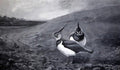 archibald thorburn lapwings in a landscape A4 Photo Print