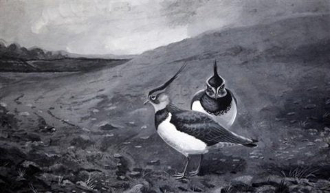 archibald thorburn lapwings in a landscape A4 Photo Print