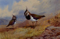 archibald thorburn lapwings in a rocky landscape A4 Photo Print