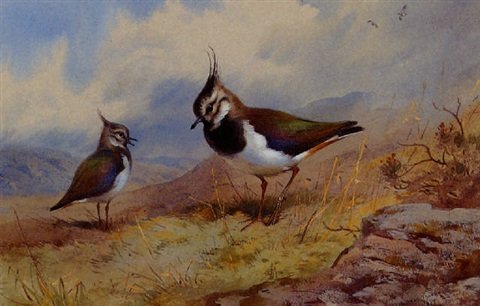 archibald thorburn lapwings in a rocky landscape A4 Photo Print