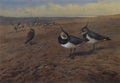 archibald thorburn lapwings A4 Photo Print