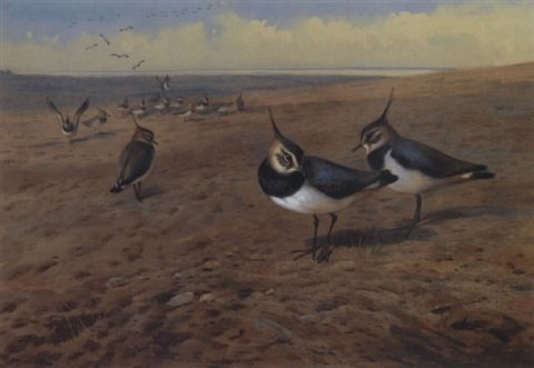 archibald thorburn lapwings A4 Photo Print