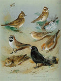 archibald thorburn larks A4 Photo Print