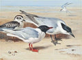 archibald thorburn laughing gulls with a tern beyond A4 Photo Print