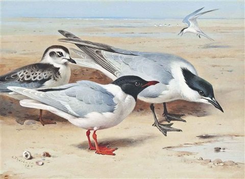 archibald thorburn laughing gulls with a tern beyond A4 Photo Print