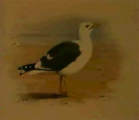 archibald thorburn lesser black backed gull A4 Photo Print