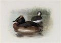 archibald thorburn lesser crested horned or sclavonian grebe A4 Photo Print