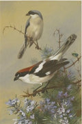 archibald thorburn lesser grey shrike and woodchat shrike A4 Photo Print