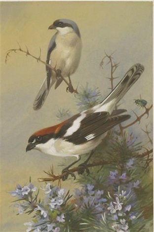 archibald thorburn lesser grey shrike and woodchat shrike A4 Photo Print
