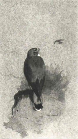 archibald thorburn lesser kestrel and two studies of british merlins A4 Photo Print