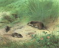 archibald thorburn lesser shrew and common shrew A4 Photo Print