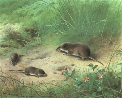 archibald thorburn lesser shrew and common shrew A4 Photo Print