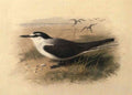 archibald thorburn lesser sooty tern A4 Photo Print