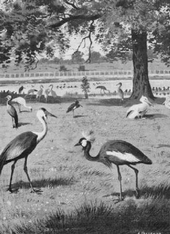 archibald thorburn lilford the pinetum wattled crowned crane A4 Photo Print