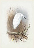 archibald thorburn little egret A4 Photo Print