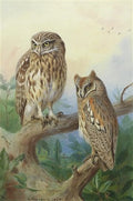archibald thorburn little owl and scops owl A4 Photo Print