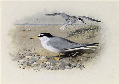 archibald thorburn little tern A4 Photo Print