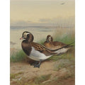 archibald thorburn long tailed duck summer A4 Photo Print