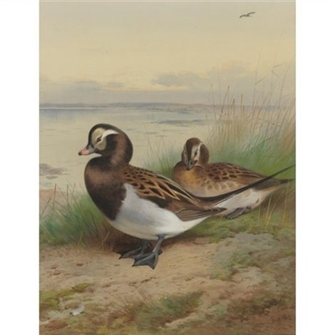 archibald thorburn long tailed duck summer A4 Photo Print