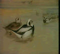 archibald thorburn long tailed ducks A4 Photo Print