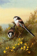 archibald thorburn long tailed tits on gorse A4 Photo Print