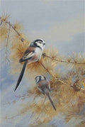 archibald thorburn long tailed tits A4 Photo Print
