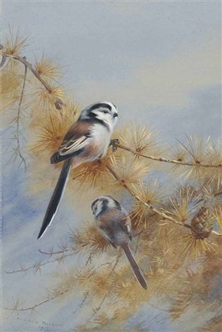archibald thorburn long tailed tits A4 Photo Print