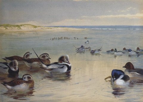 archibald thorburn longtailed duck golden eye and scaup duck A4 Photo Print