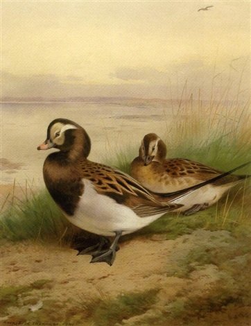 archibald thorburn longtailed duck summer   longtailed duck winter 2 works A4 Photo Print