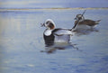 archibald thorburn longtailed ducks A4 Photo Print