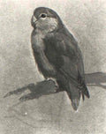 archibald thorburn love birds A4 Photo Print