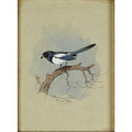 archibald thorburn magpie on a branch A4 Photo Print