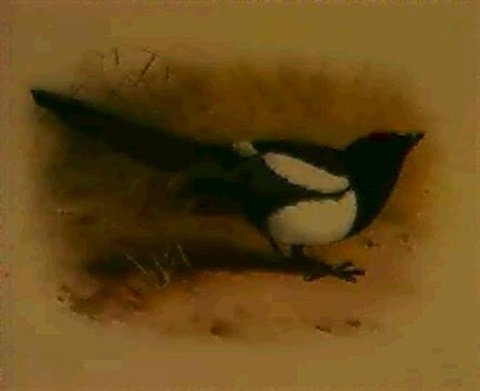 archibald thorburn magpie A4 Photo Print