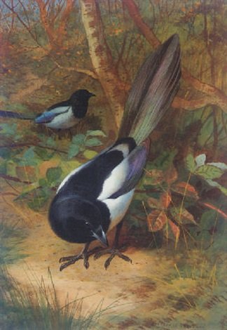 archibald thorburn magpies A4 Photo Print