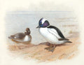 archibald thorburn male and female buffel headed duck study A4 Photo Print