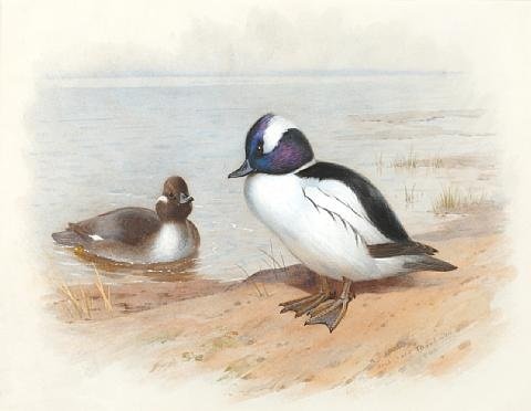 archibald thorburn male and female buffel headed duck study A4 Photo Print