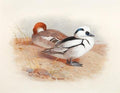 archibald thorburn male and female smew study A4 Photo Print