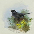archibald thorburn male blackbird A4 Photo Print