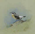 archibald thorburn male wheatear A4 Photo Print
