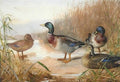 archibald thorburn mallard amongst the reeds A4 Photo Print