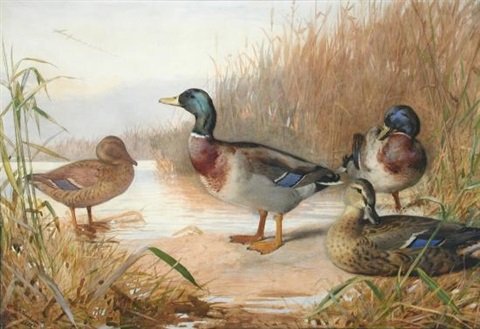 archibald thorburn mallard amongst the reeds A4 Photo Print