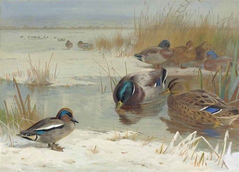 archibald thorburn mallard and teal in a winter landscape A4 Photo Print
