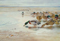 archibald thorburn mallard at low tide A4 Photo Print